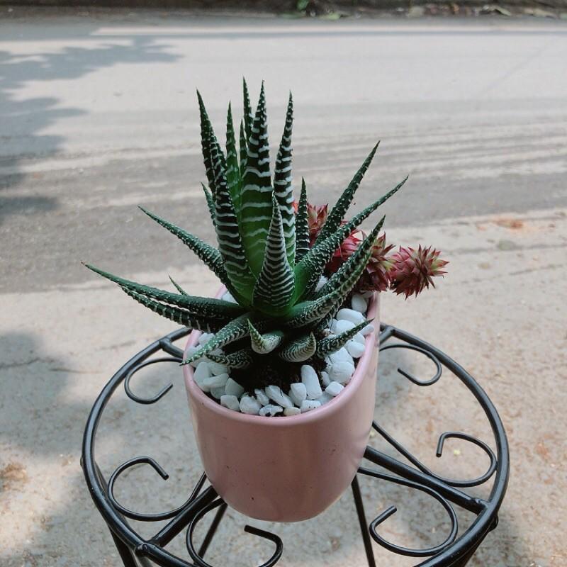 Chậu Sen Đá Đỏ+Xương Rồng