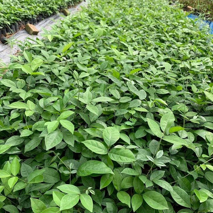 Cây giống Cát Sâm hỗ trợ đâu nhức, giải nhiệt