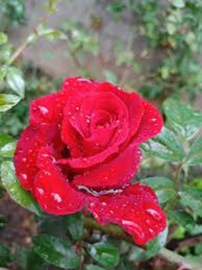 CÂY HOA HỒNG CỔ - CÂY LỚN - HOA SIÊU ĐẸP - BỀN