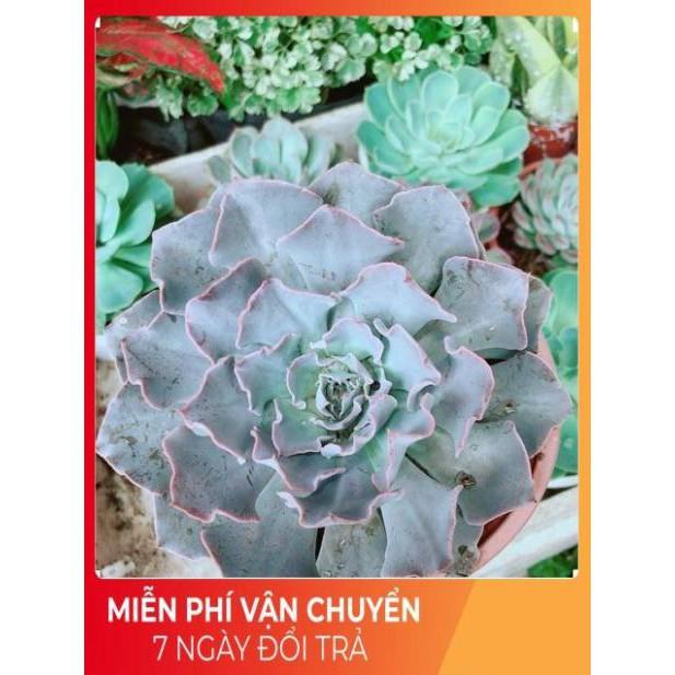 Chậu sen đá bắp cải tím size đại