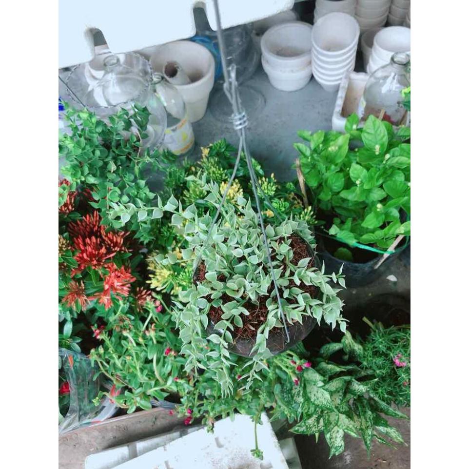 Chậu cây lá tim cẩm thạch Bán Chạy