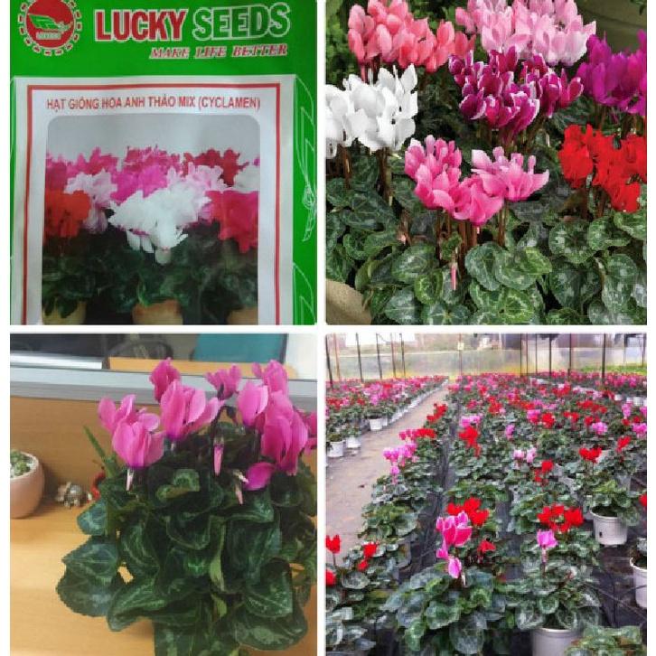 Hạt giống hoa anh thảo nhiều màu- gói 10 hạt
