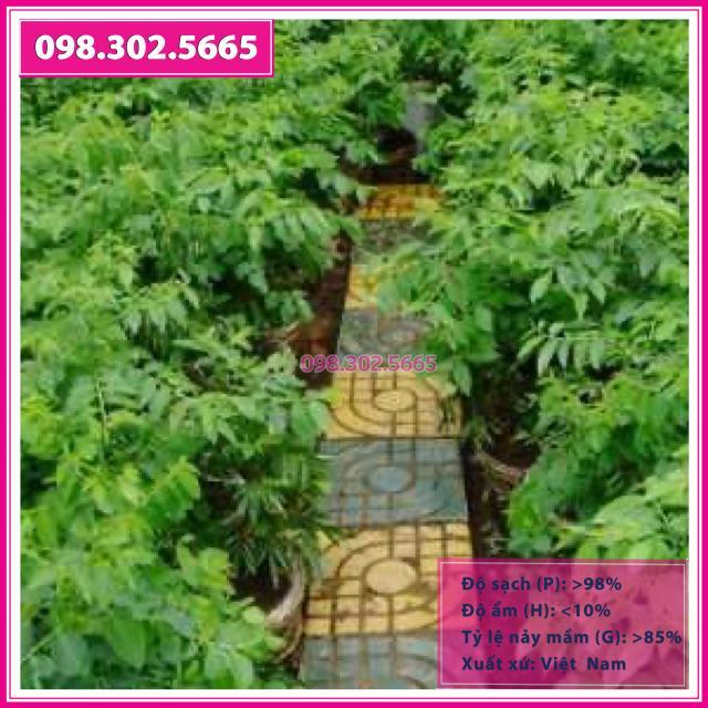 Hạt giống rau ngót