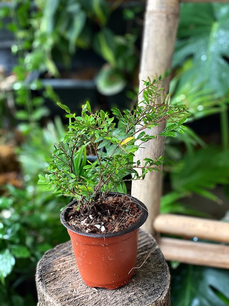 Cây Phyllanthus cochinchinensis Green Lightning  chậu nhựa 10cm