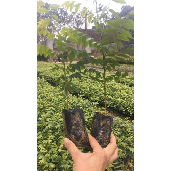 Cây Giống Gỗ sửa Đỏ