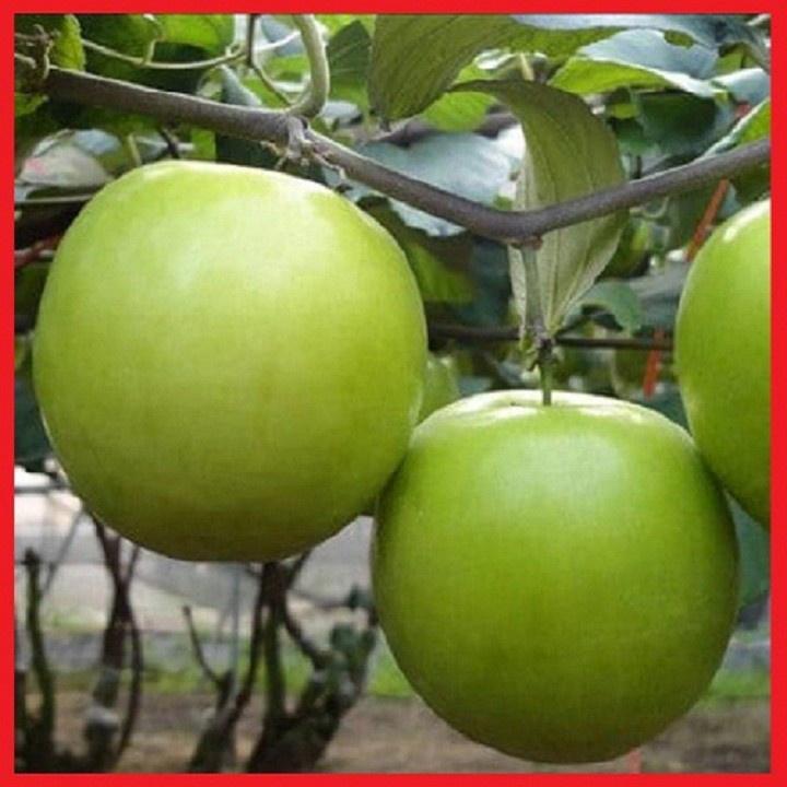Cây Táo Xanh Giống Thái Siêu Trái. CHUẨN GIỐNG.