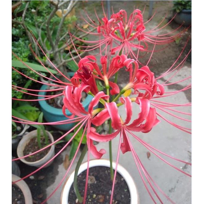 Combo 3 Củ giống hoa bỉ ngạn hoa màu đỏtặng kèm 3 viên nén