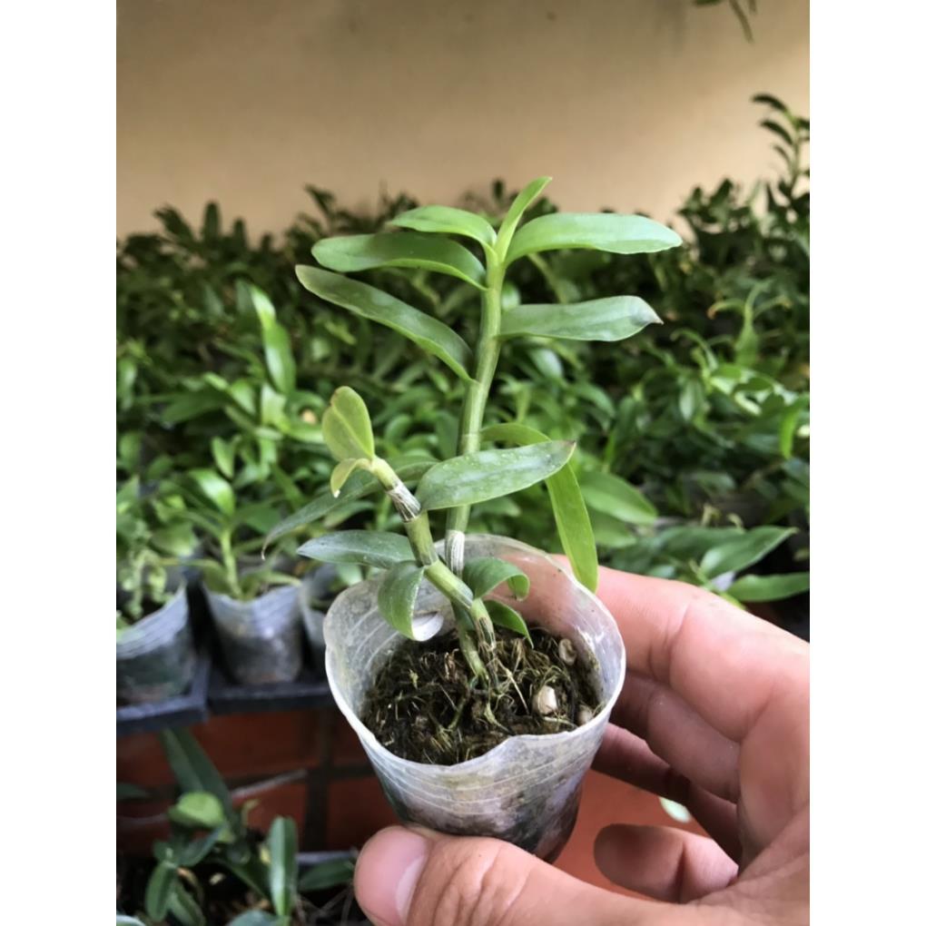 Phi điệp rồng lửa