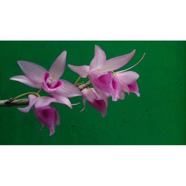 Phong lan phi điệp - chậu cây nhỏ