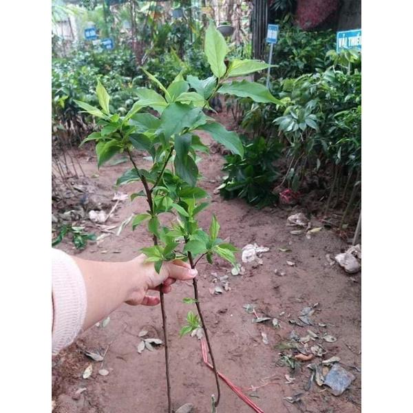 2 Cây Giống mơ