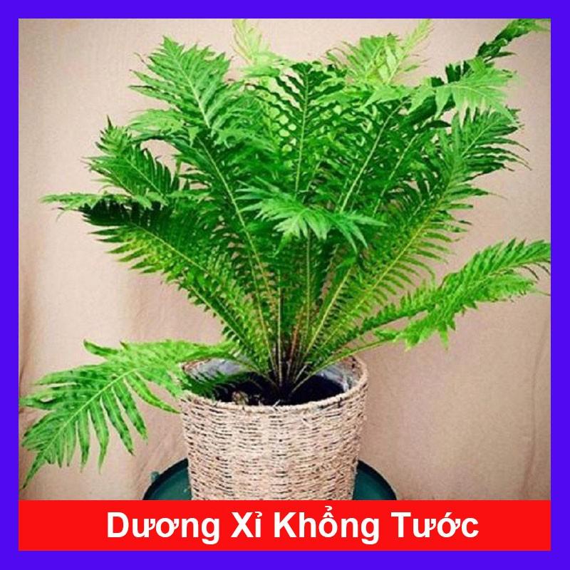 Dương Xỉ Khổng Tước - cây cảnh để bàn