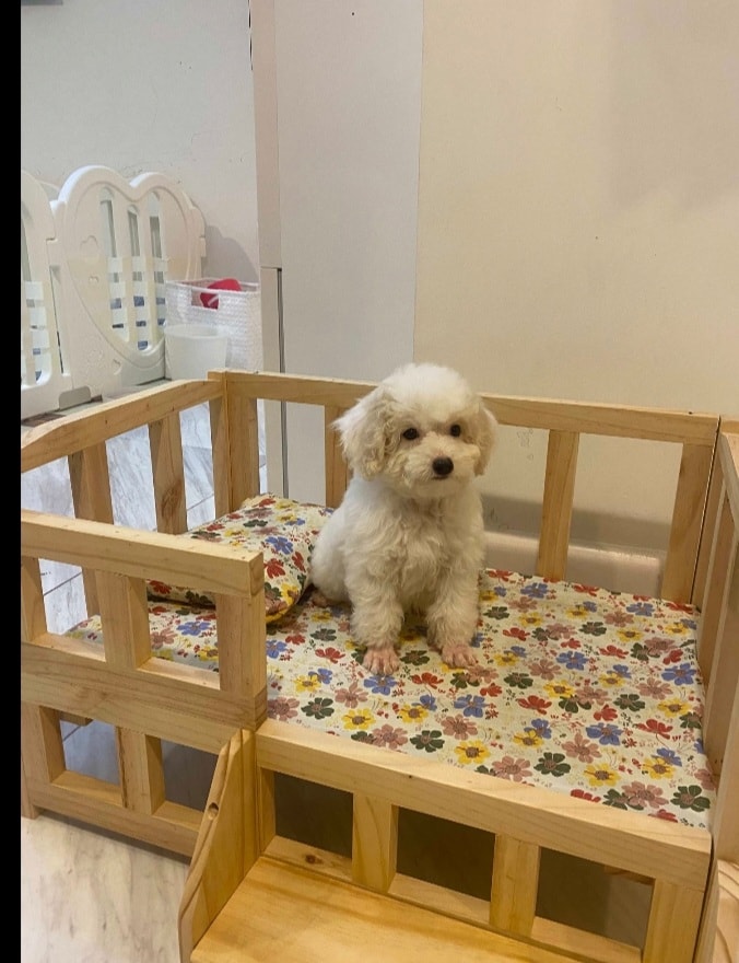 Giường ngủ cho thú cưng có bậc thang