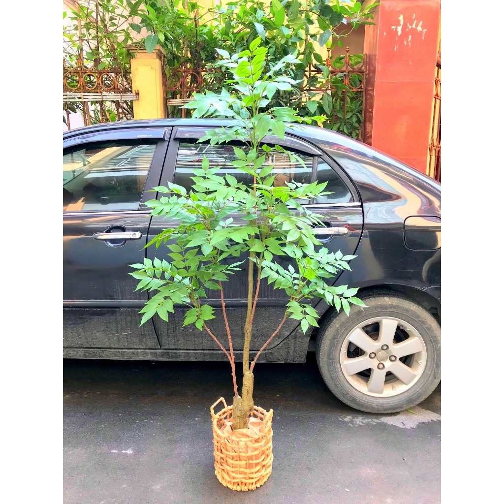 Cây nam thiên trúc giả - Cao 150cm - Thân nhựa lõi thép - Cây giả, hoa lụa Decor trang trí nhà cửa.