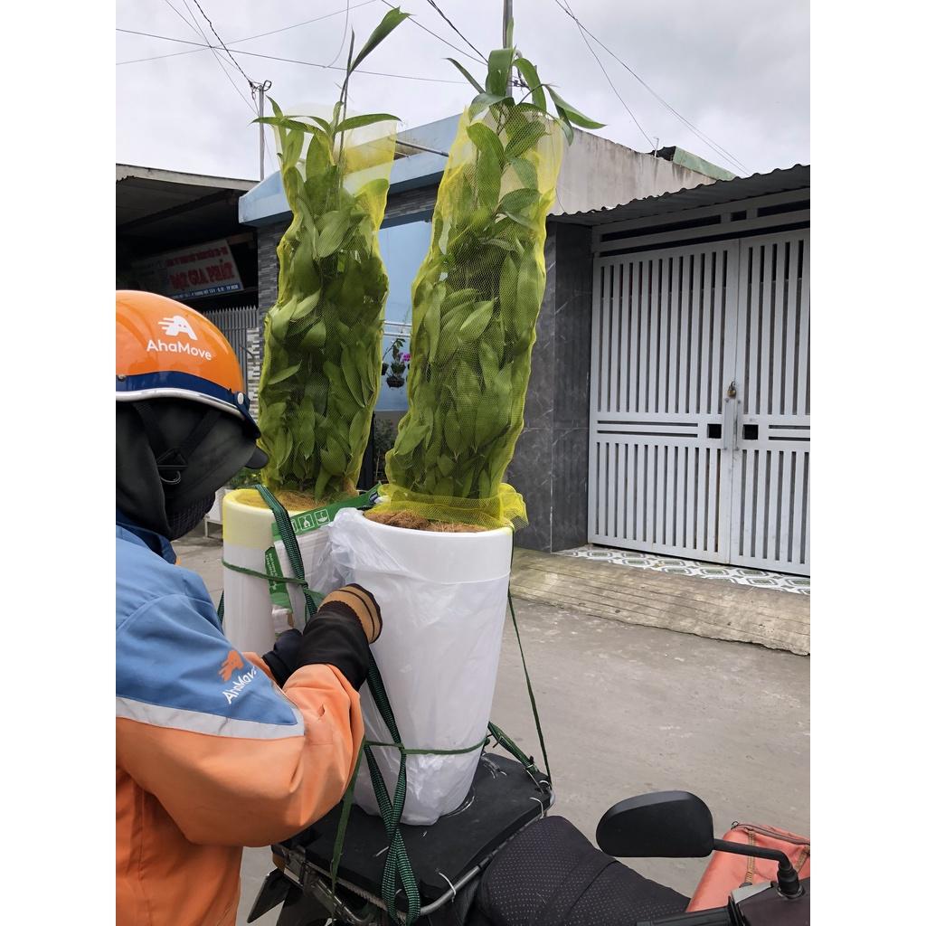 Chậu sứ cây trúc Nhật trang trí văn phòng chỉ giao TP.HCM