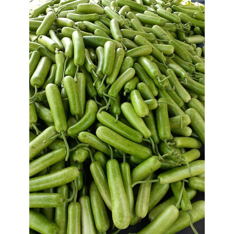Hạt Giống Bầu Sao ẤN ĐỘ Agristar 666