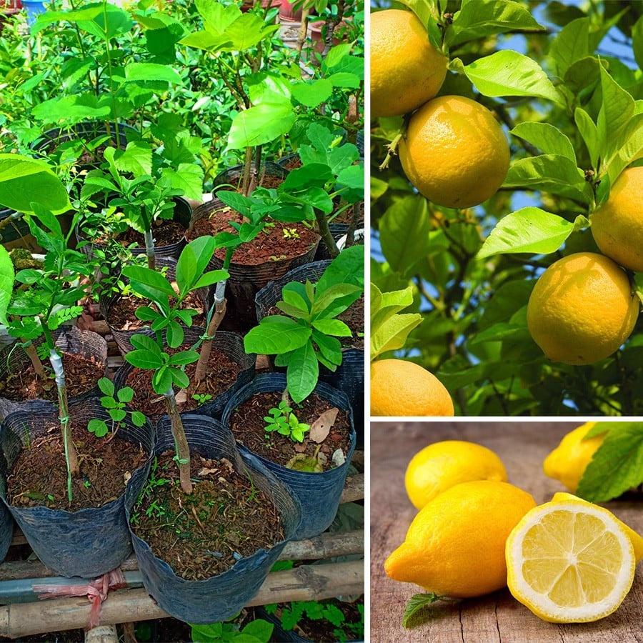 CÂY GIỐNG CHANH VÀNG MỸ