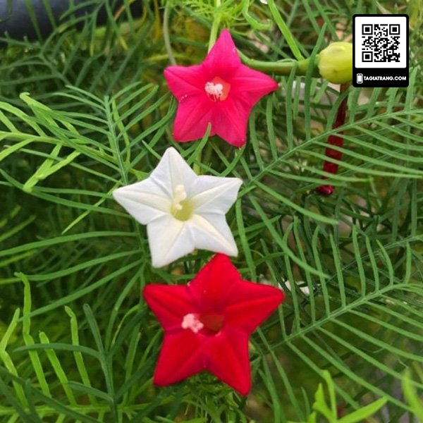 Hạt Giống Hoa Dây Leo Tóc Tiên Mix