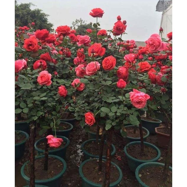 Hạt giống hoa hồng thân gỗ nhiều màu CT241 - Gói 10 hạt