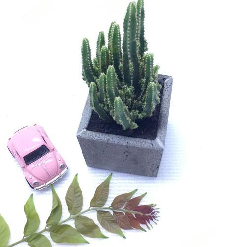 Ưu đãi duy nhất trong tháng khi mua 2 chậu đá handmade được tặng kèm chậu xinh xắn