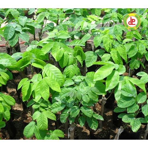 Cây giống Chôm Chôm Thái .