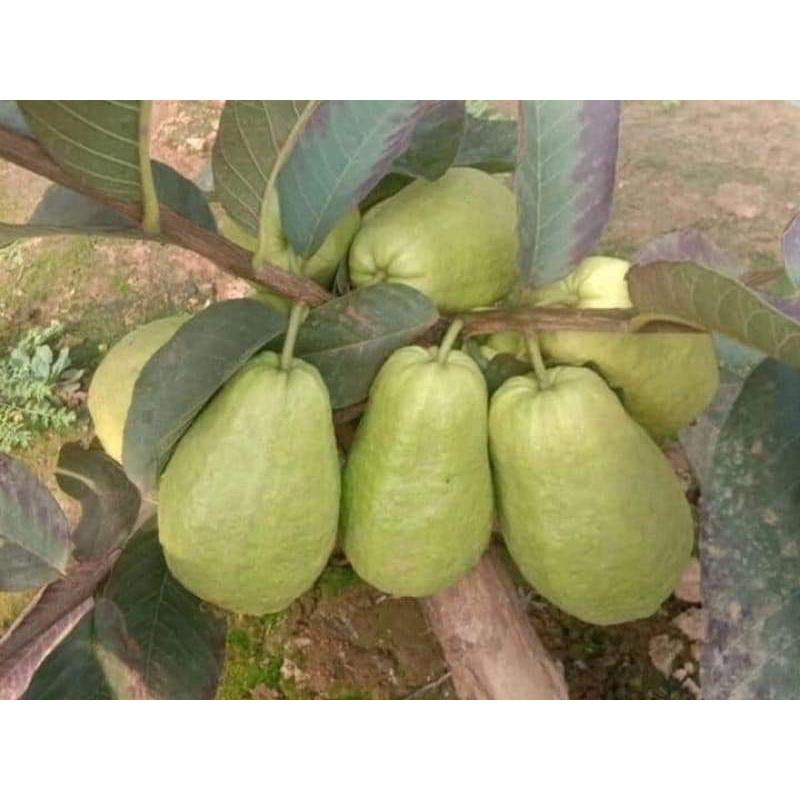 CÂY GIỐNG ỔI LÊ LÙN TRỒNG CHẬU