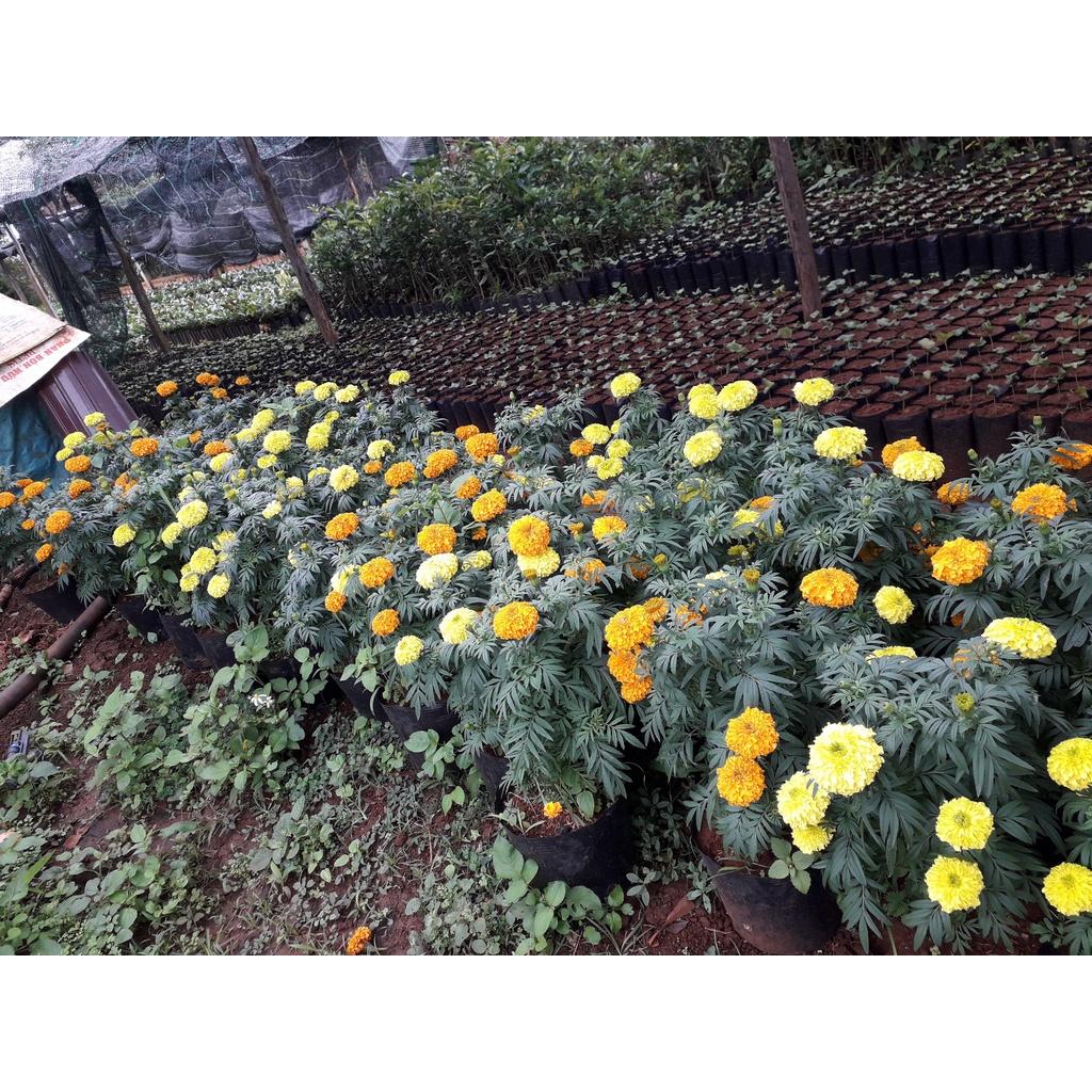 CÂY HOA CÚC VẠN THỌ
