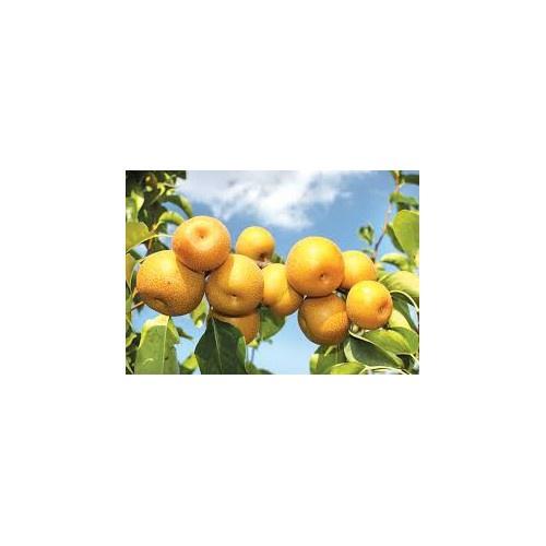 CÂY GIỐNG Lê VÀNG ĐÀI LOAN