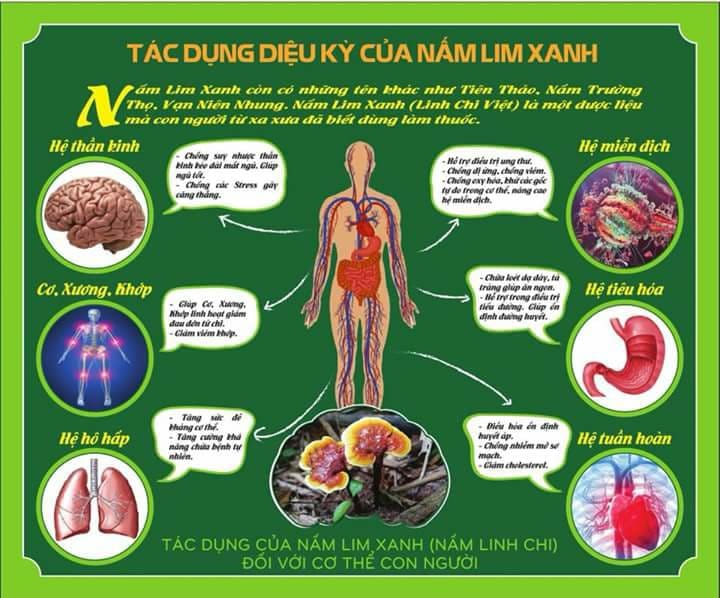 Nấm lim xanh chuẩn rừng Tiên Phước, Quảng Nam