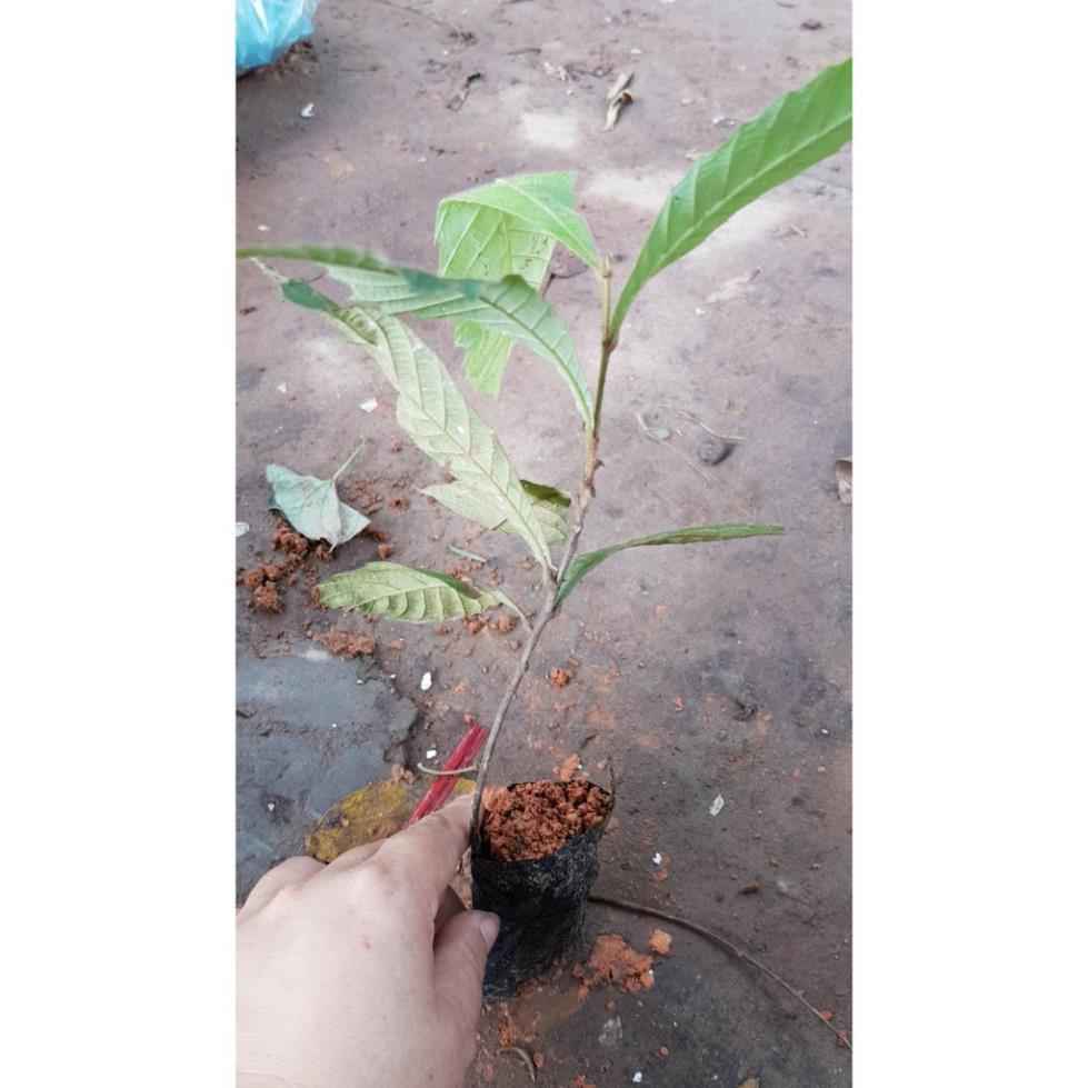 Dẻ ăn quả cây trong bầu