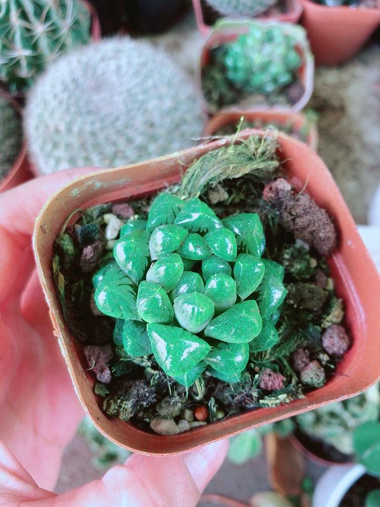 Cây Kim Cương Copi