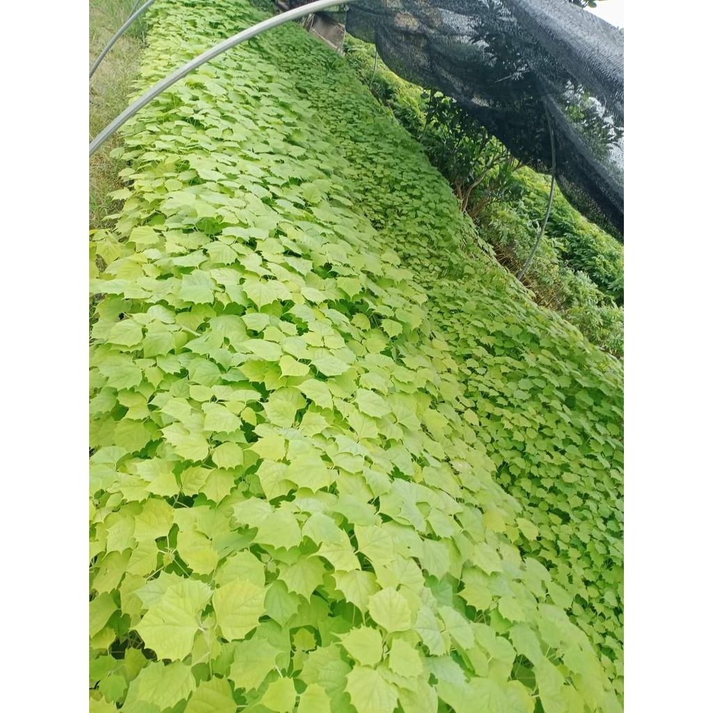 Cây giống lõi thọ
