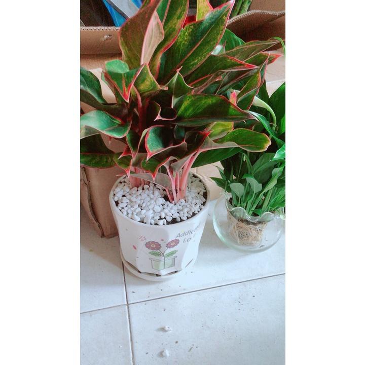 Chậu Cây Phú Quý