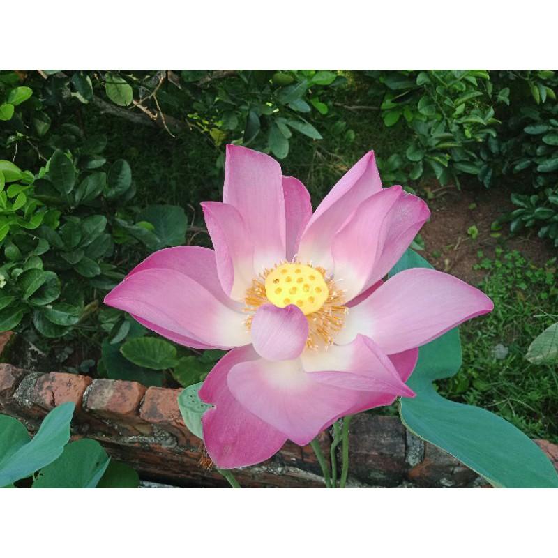 Sen nhật mini đủ màu siêng hoa