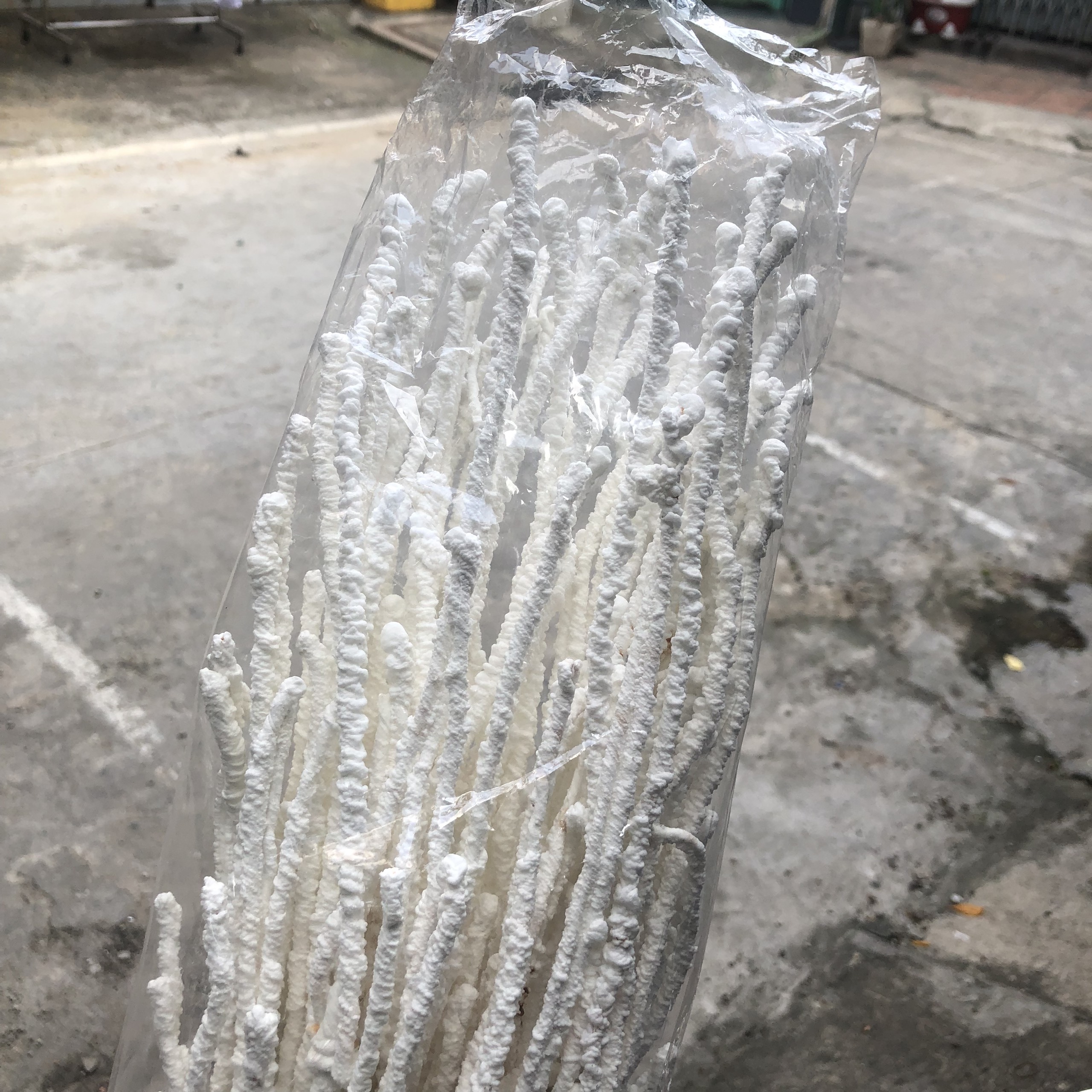 Cây tuyết trắng trang trí chậu hồ điệp - Trắng - 10 cây