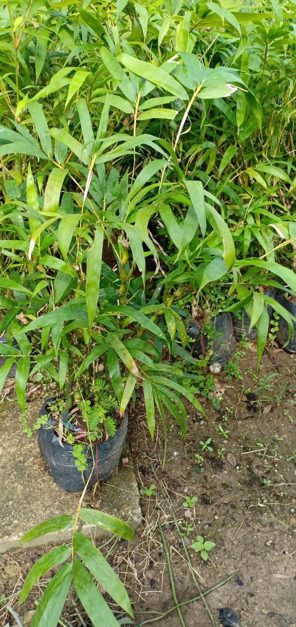 Cây trúc đùi gà, chậu trúc đùi gà lùn, thân to đẹp