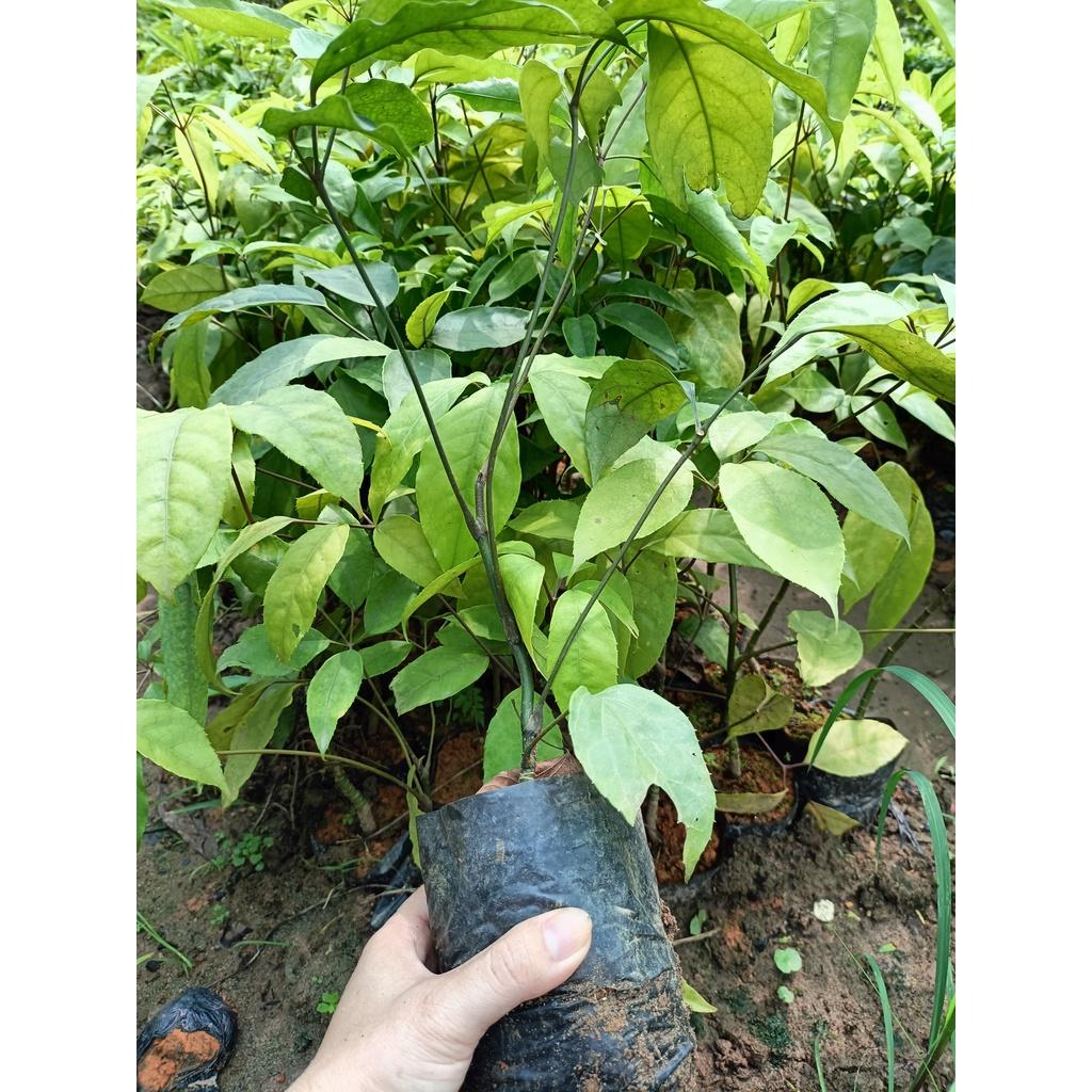 Cây giống lá đắng