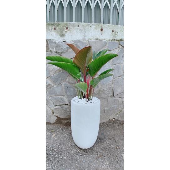 Chậu Cây Trầu Bà Đế Vương Đỏ