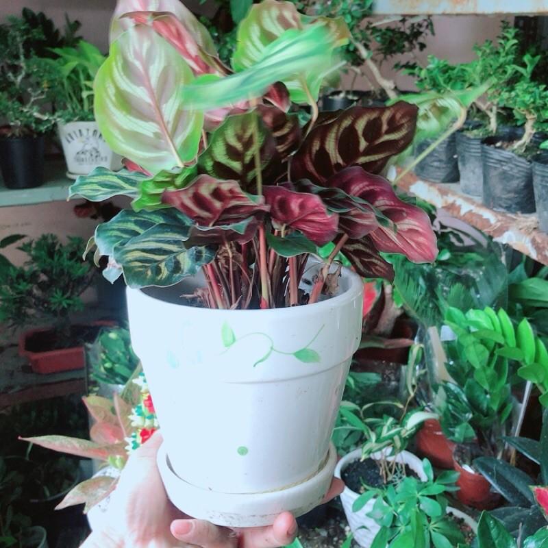 Chậu Cây Đuôi Công