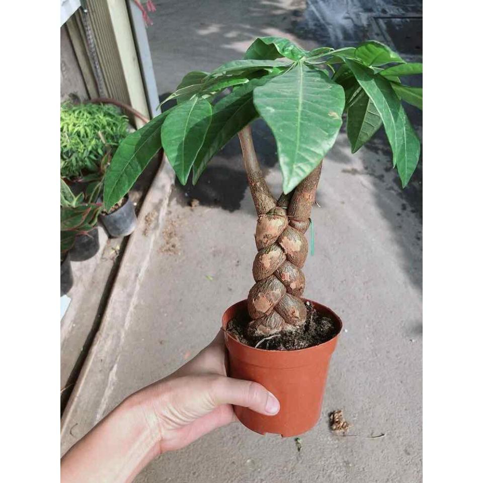 Chậu kim ngân thắt bím 3 thân Bán Chạy