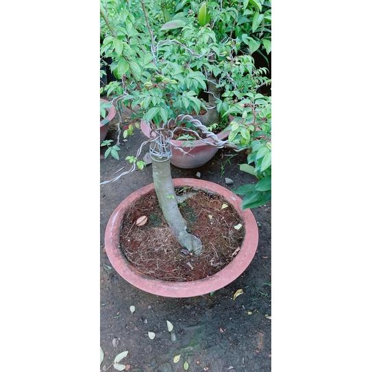 Chậu Khế Bonsai