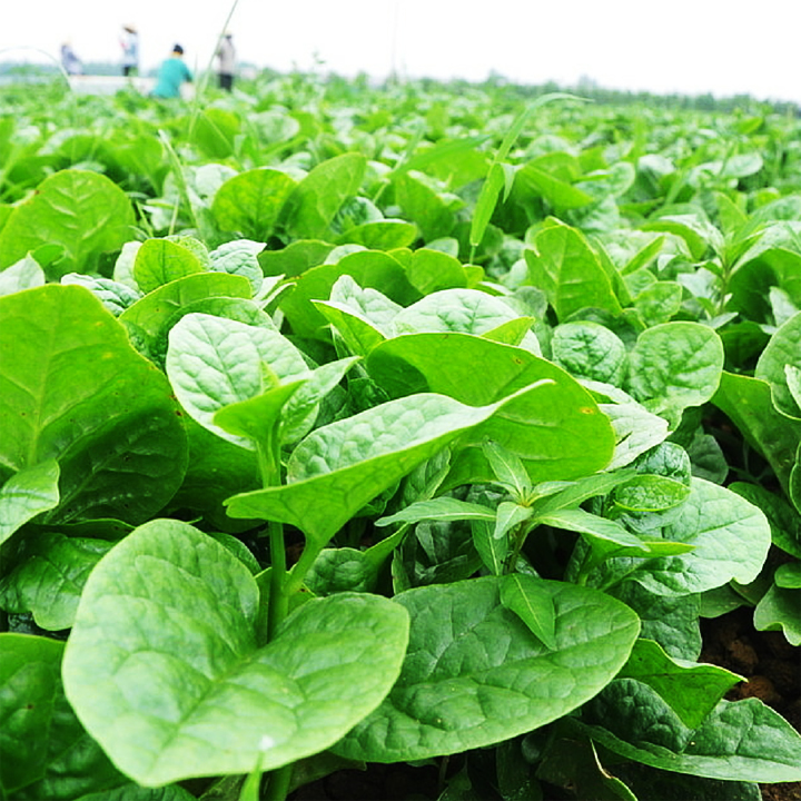 Hạt giống mồng tơi lá to có tỉ lệ nảy mầm cao, là loại cây sinh trưởng tốt, năng suất cao