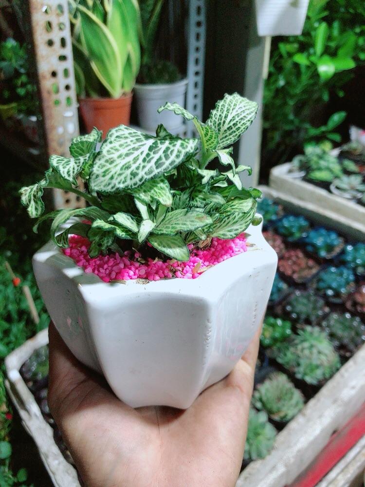 Chậu Cây Lá May Mắn