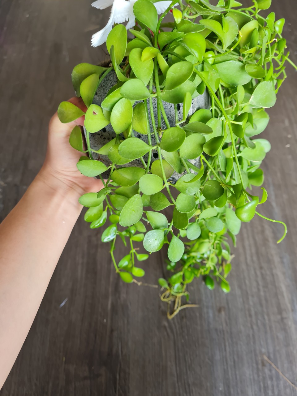 CHẬU ĐÁ ONG XÁM TRỒNG CÂY SÂN VƯỜN
