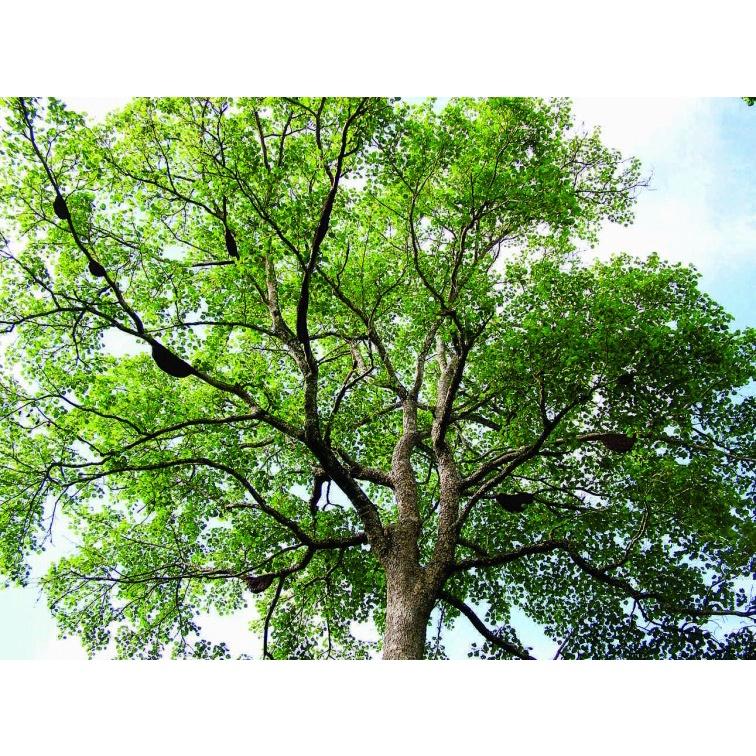 Cây giống Gáo vàng GIỐNG QUÝ HIẾM .