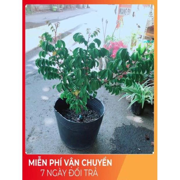 Cây Khế Cho Quả Nhiều