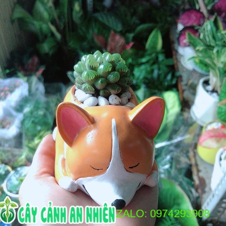 Chậu Cây Kim Cương Xanh Lá