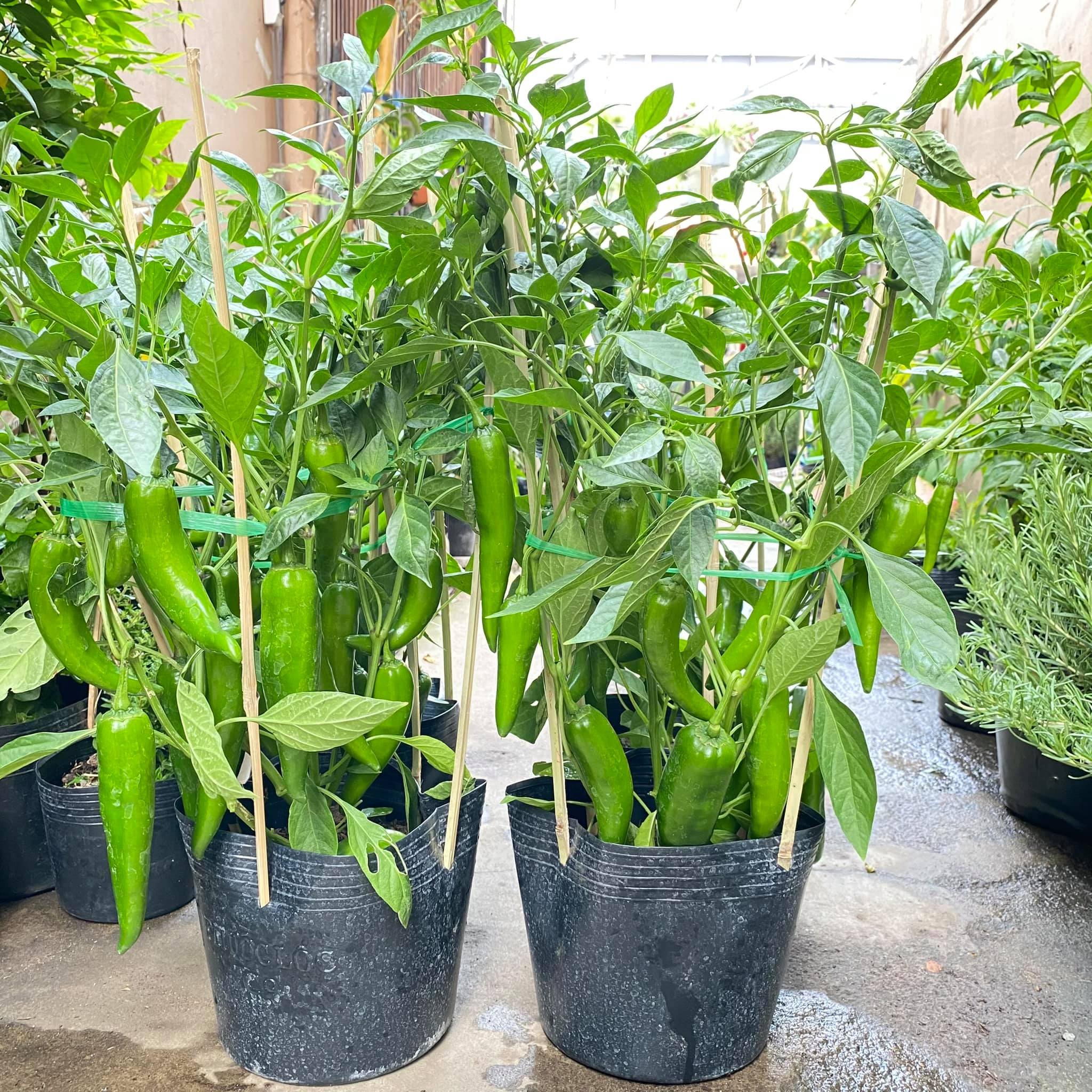 Hạt giống Ớt Sừng xanh ngọt