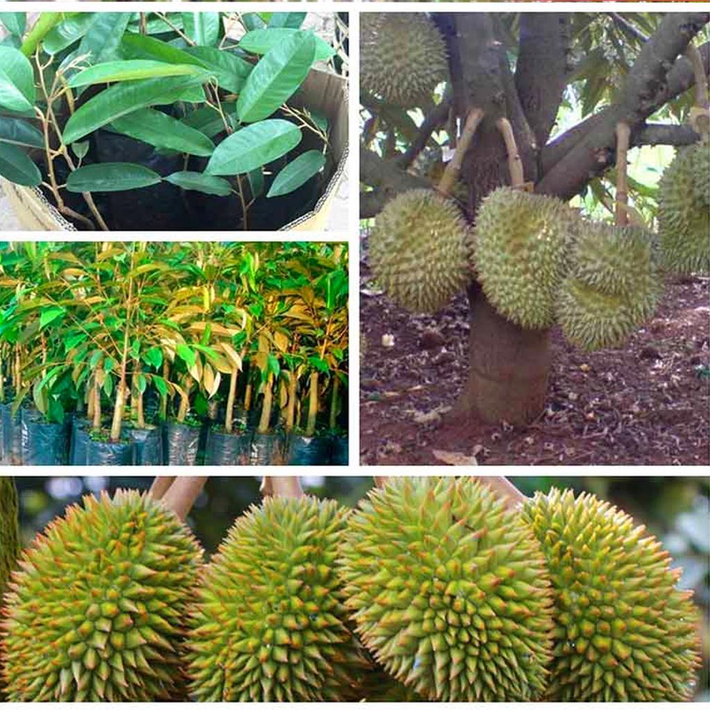 Cây Giống Sầu Riêng Ruột Đỏ Giống Chuẩn