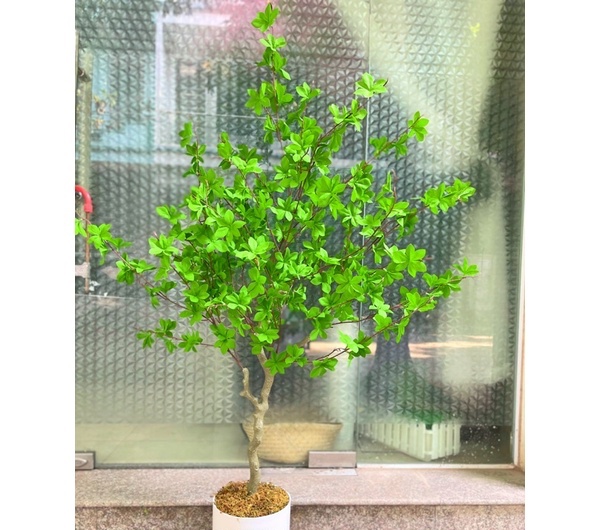 Cây thạch nam giả - thân nhựa - cao 140cm - Cây giả, hoa lụa Decor trang trí nhà cửa