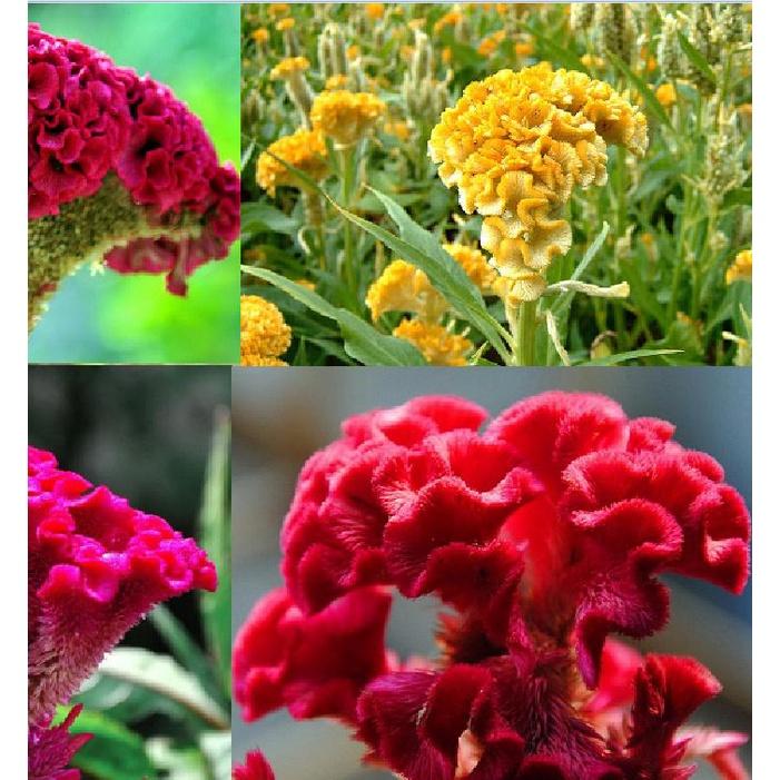 Combo 5 gói hoa mào gà búa mix - kèm gói kích thích hạt nảy mầm